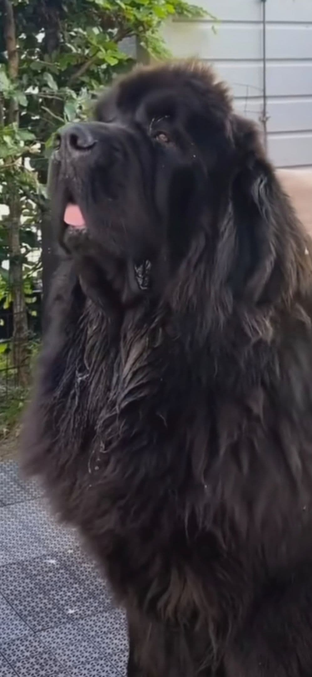 JUDE VANLAKEN AKC NEWFOUNDLANDS breeder image 2