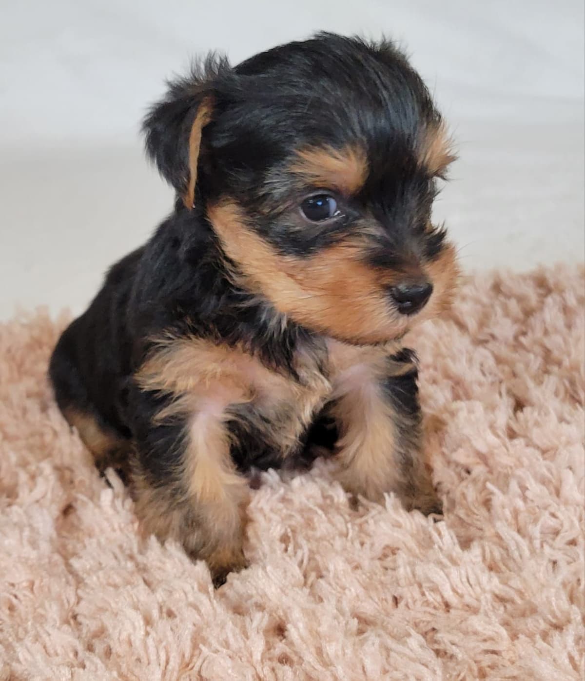 Yorkshire Terrier Puppies breeder image 15