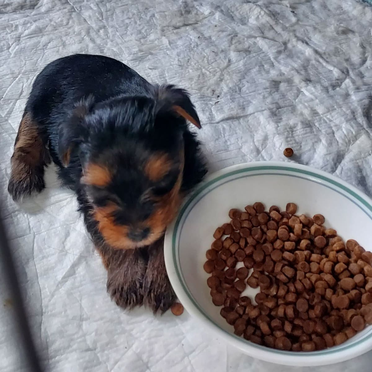 Yorkshire Terrier Puppies breeder image 18