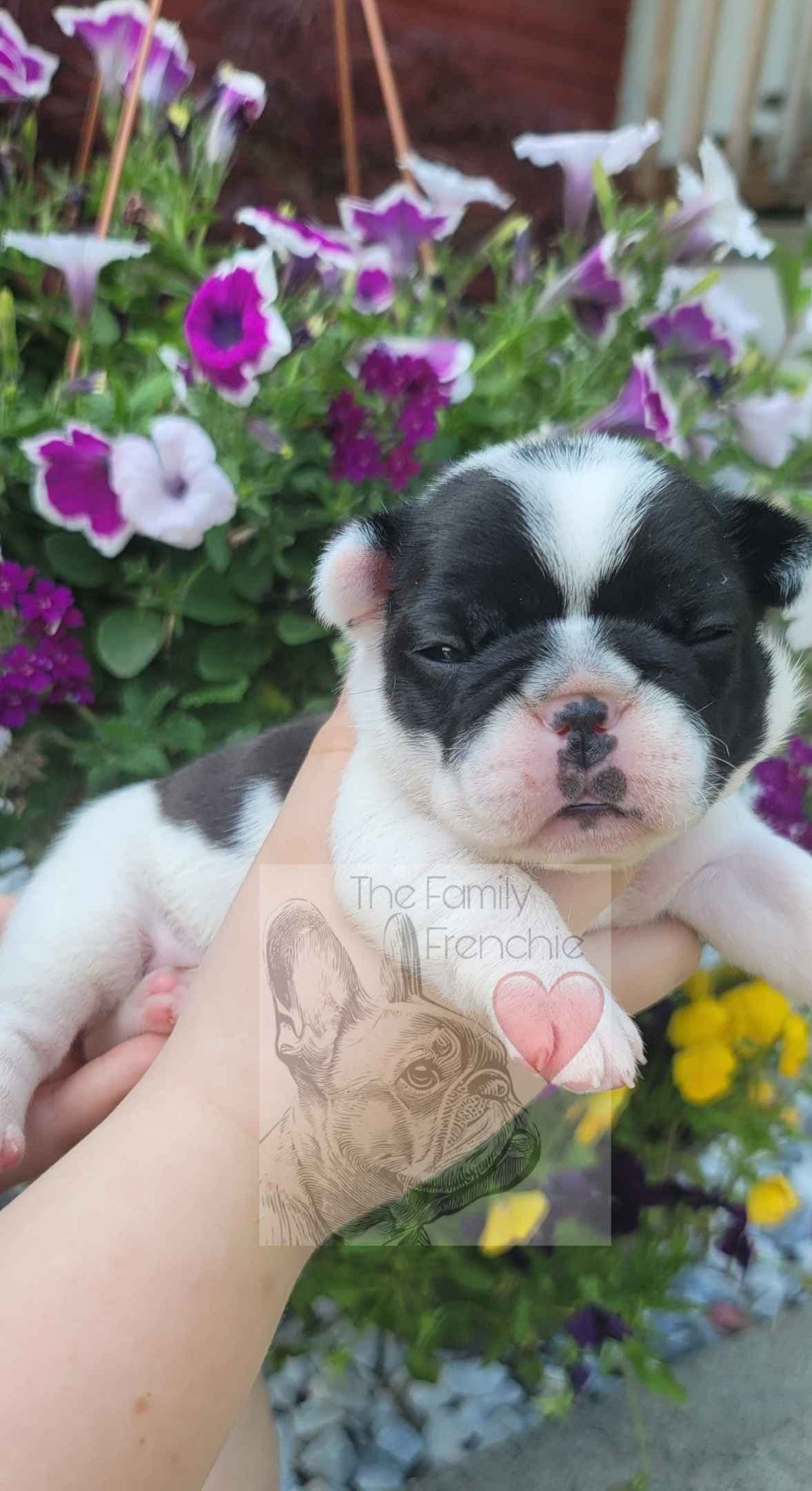 New York - 4x European Champion Sired French Bulldog Puppies breeder image 6