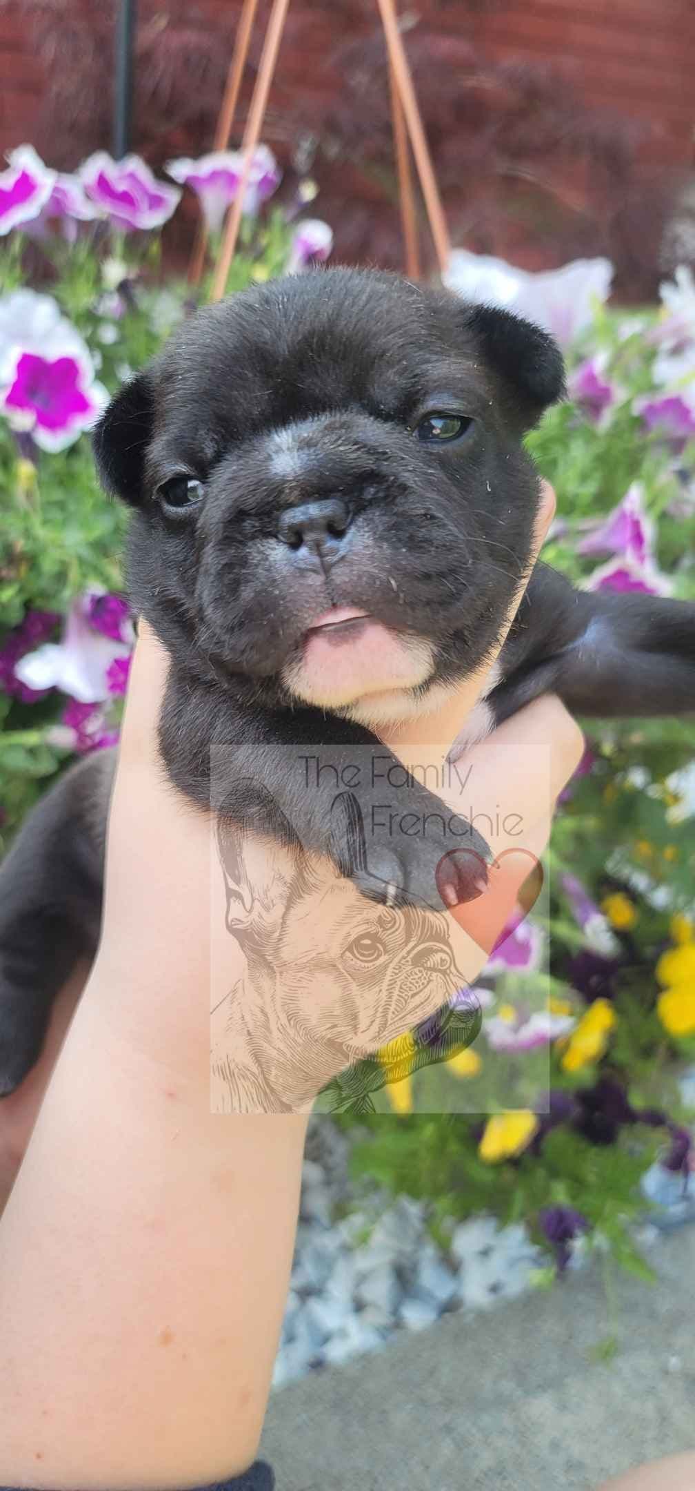 New York - 4x European Champion Sired French Bulldog Puppies breeder image 4