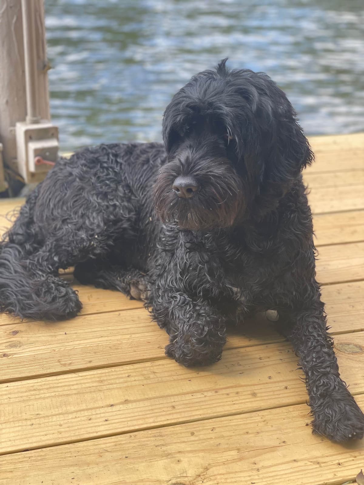 Portuguese Water Dog Puppies breeder image 10