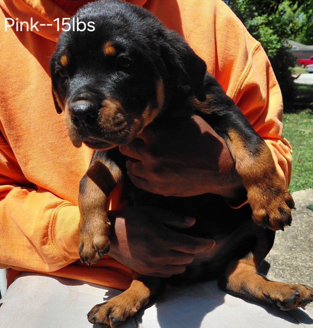 Rottweiler Puppies breeder image 16