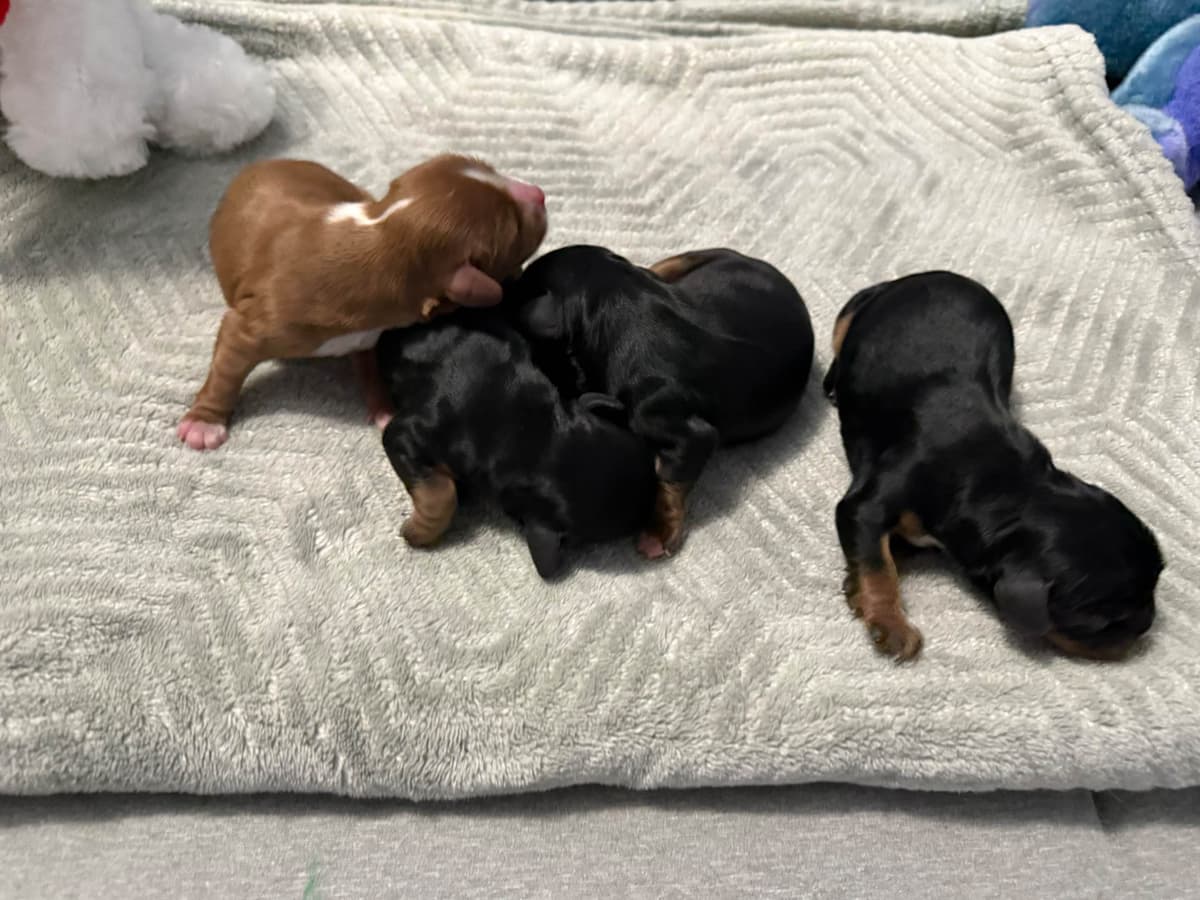 Cavalier King Charles Spaniel Puppies breeder image 2