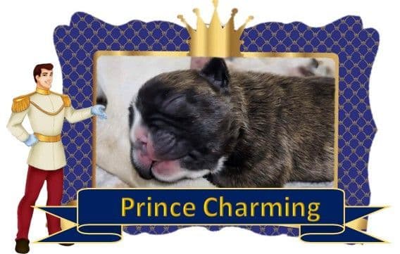 French Bulldog Puppies breeder image 11