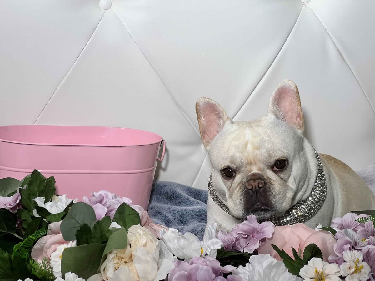 French Bulldog Puppies breeder image 20