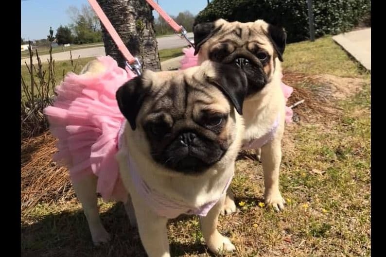 Pug Puppies, AKC Breeder of Merit, Health Tested, Puppy Culture Raised breeder image 6