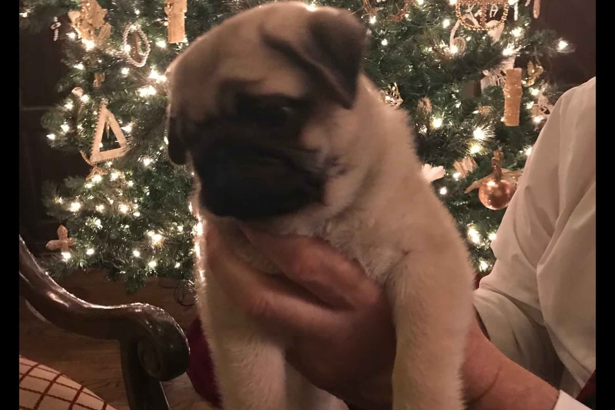 Pug Puppies, AKC Breeder of Merit, Health Tested, Puppy Culture Raised breeder image 18