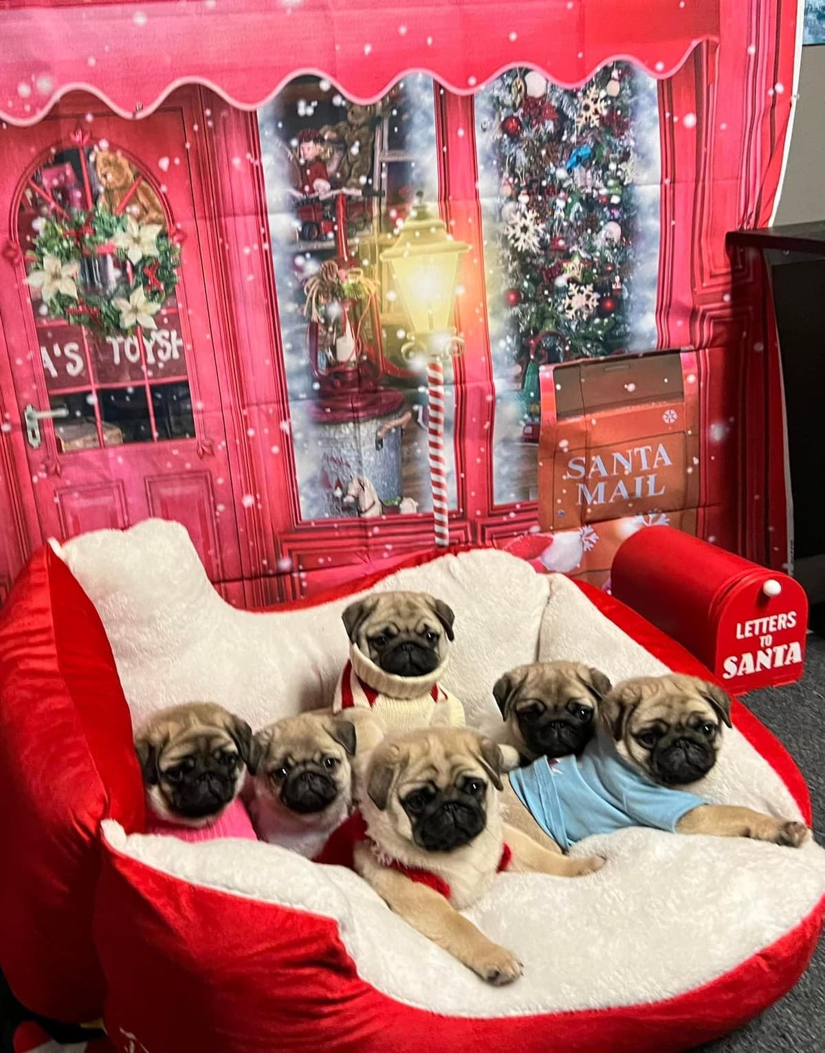 Pug Puppies, AKC Breeder of Merit, Health Tested, Puppy Culture Raised breeder image 28