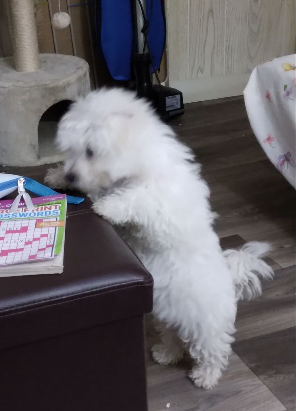 AKC Bichon Frise Puppies breeder image 2
