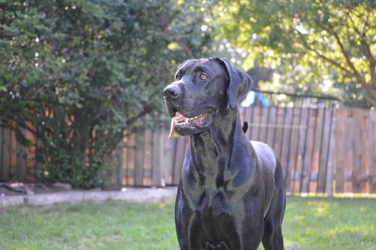 Great Dane Puppies breeder image 19