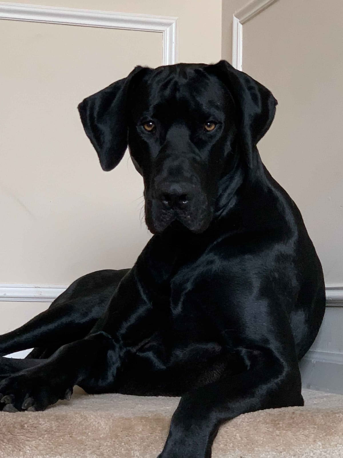 Great Dane Puppies breeder image 16