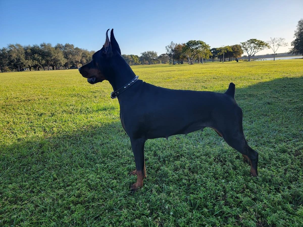100% European Doberman Puppies Health Tested and Balanced Temperament breeder image 7