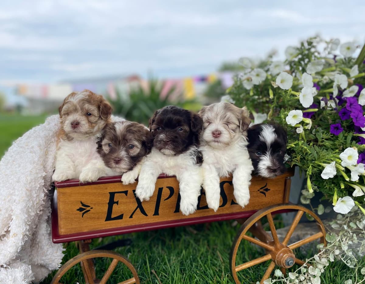 Havanese Puppies❤️🐾Call 717-598-0902 breeder image 1