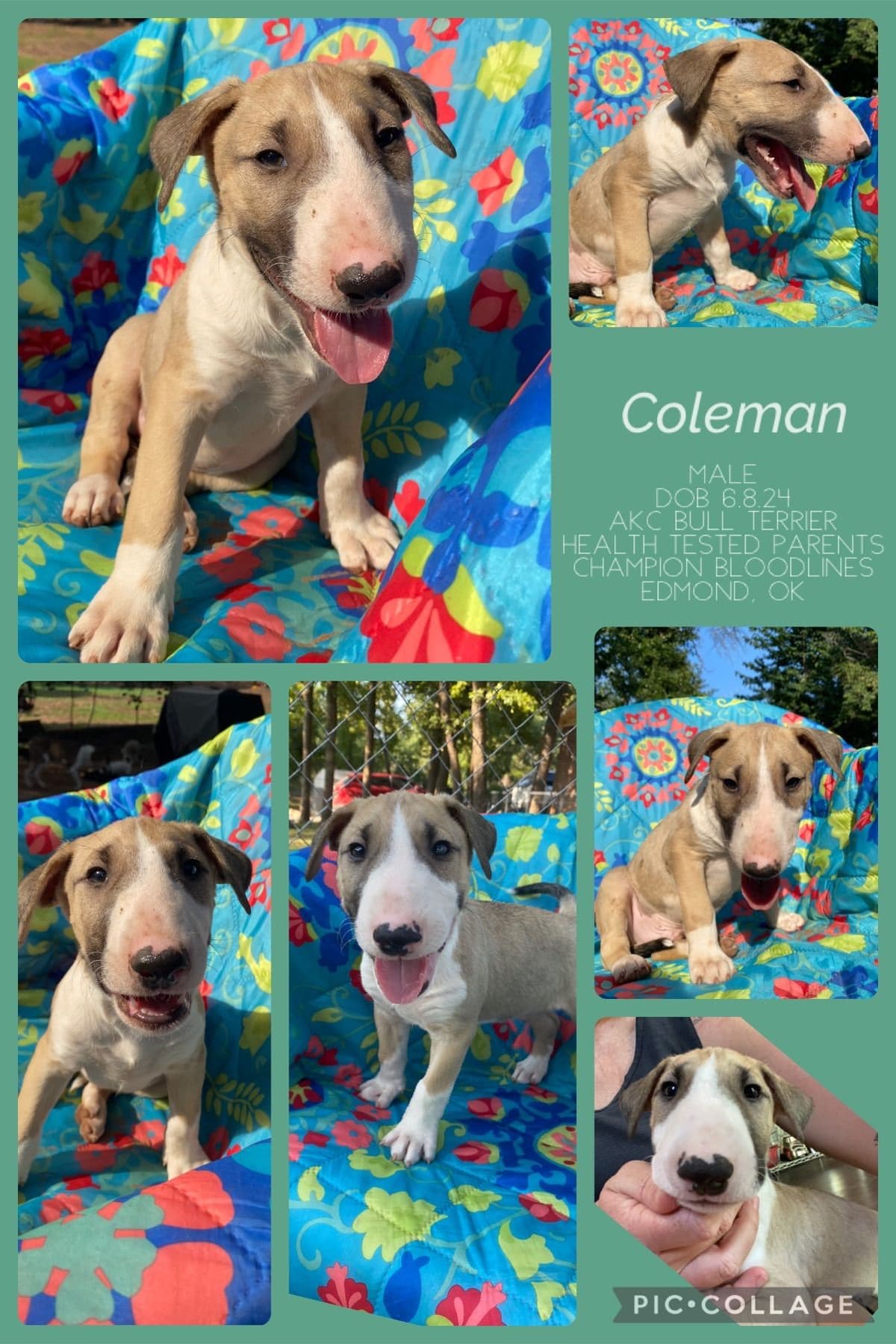 Bull Terrier Puppies breeder image 5