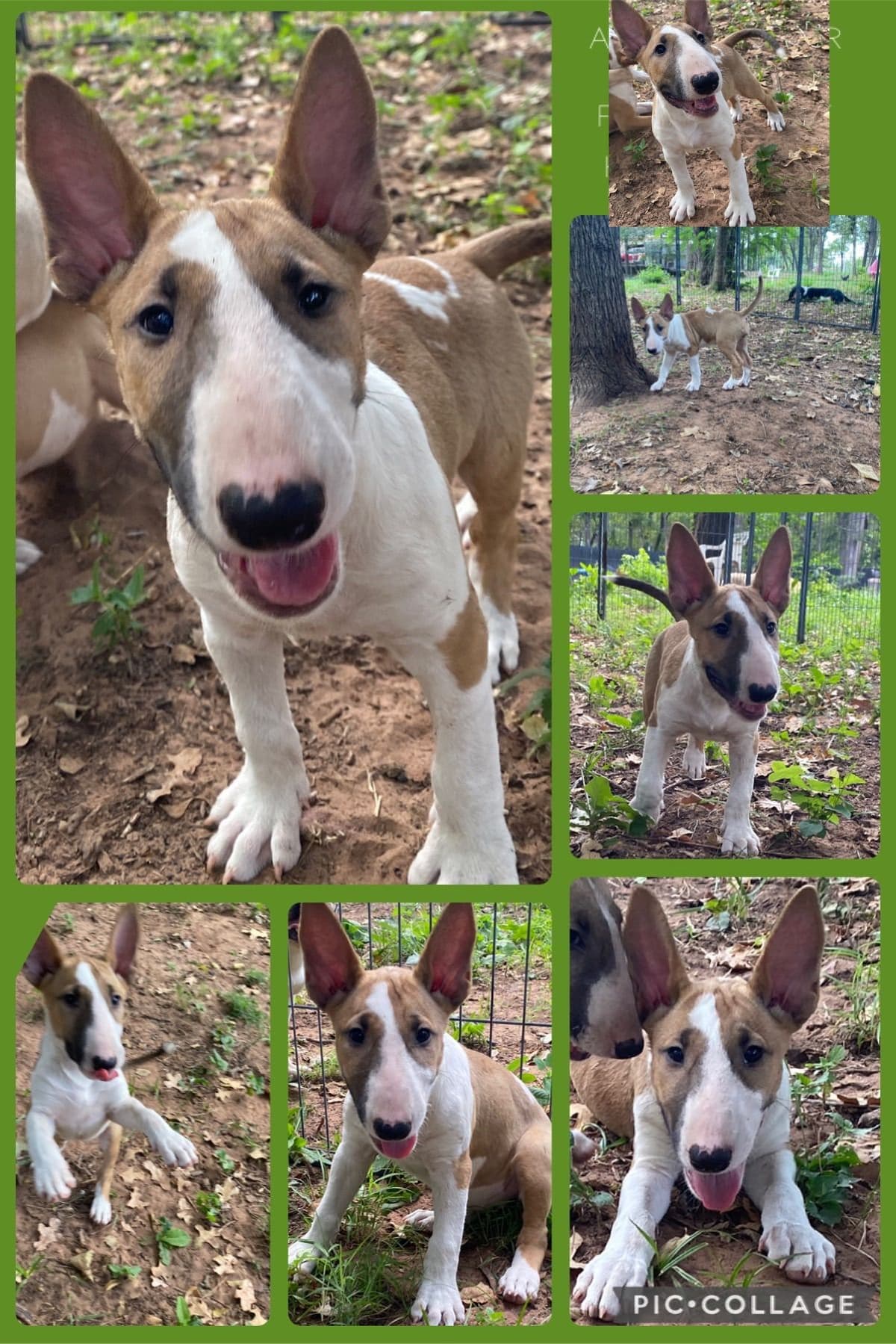 Bull Terrier Puppies breeder image 7