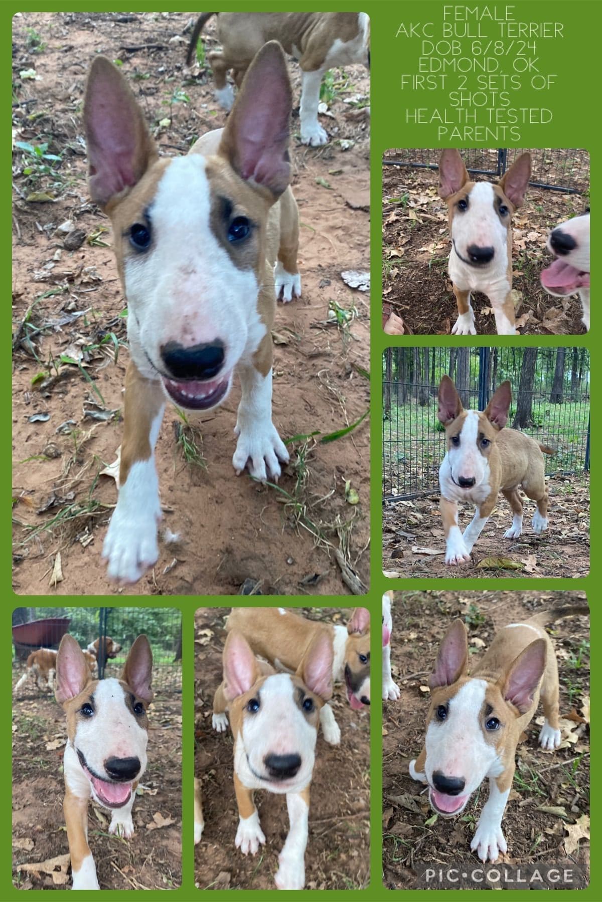 Bull Terrier Puppies breeder image 8