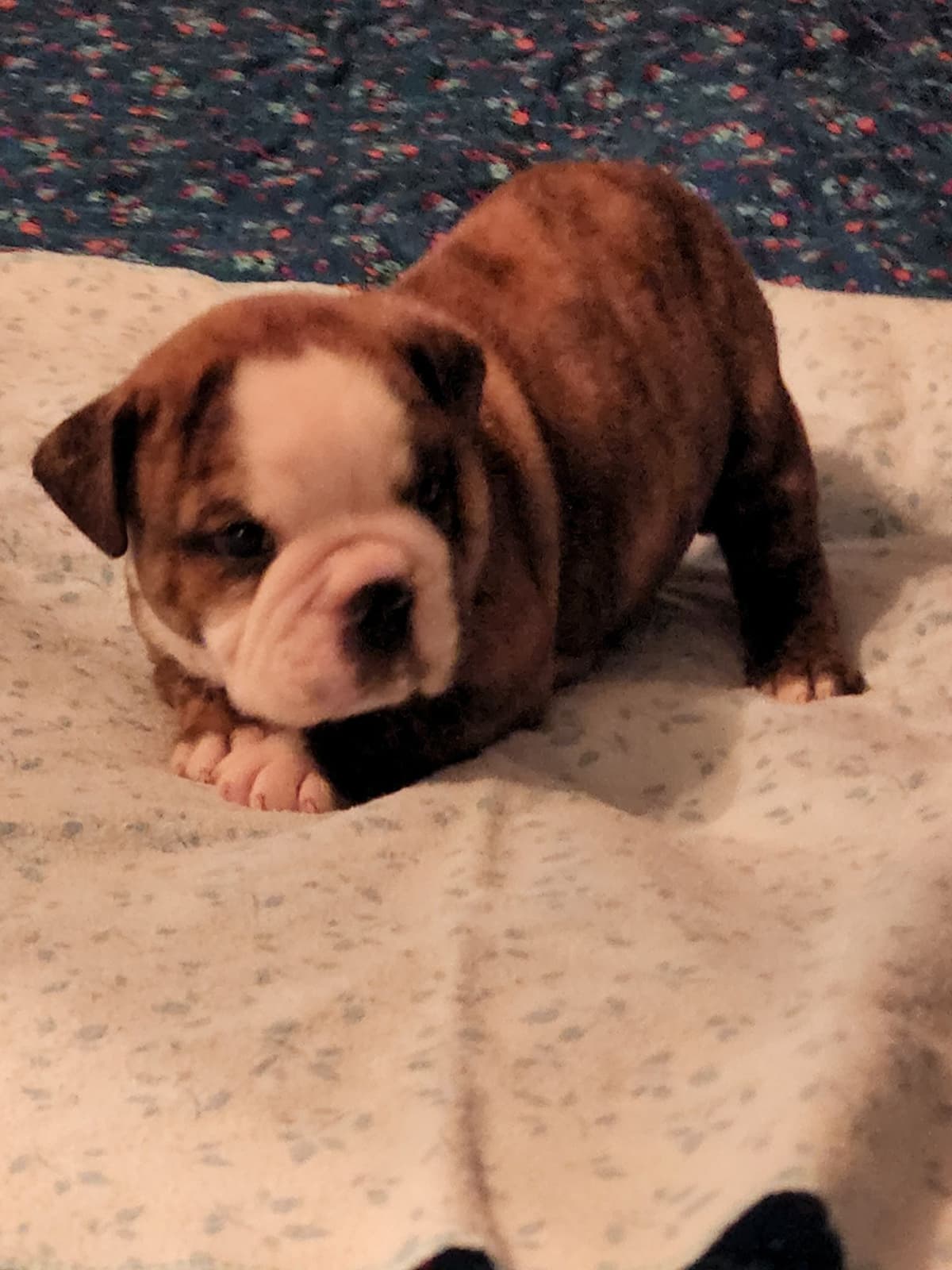 Bulldog Puppies breeder image 2