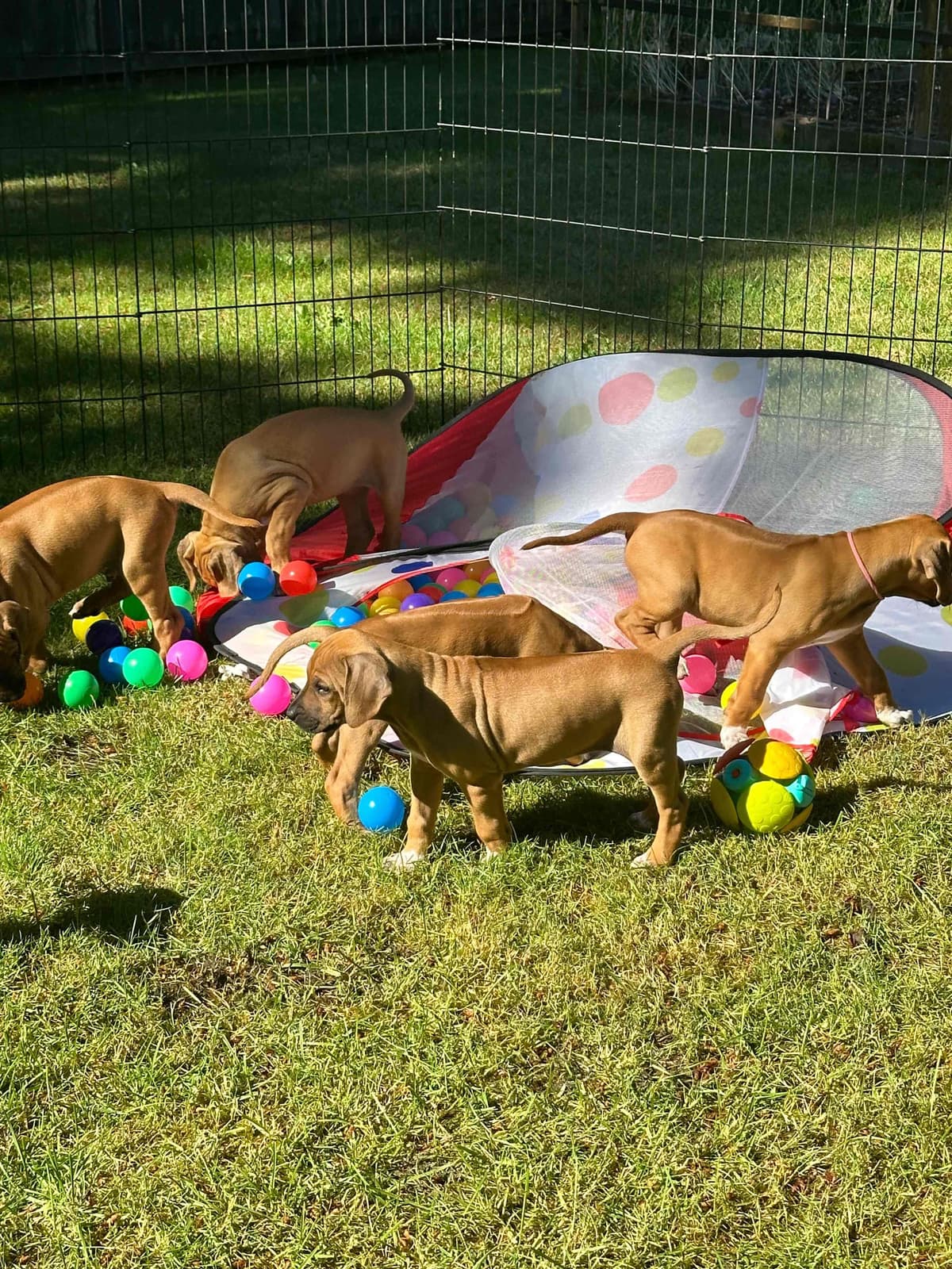 Rhodesian Ridgeback Puppies breeder image 11