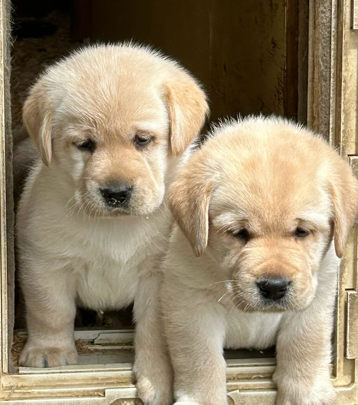 Labrador Retriever Puppies breeder image 10