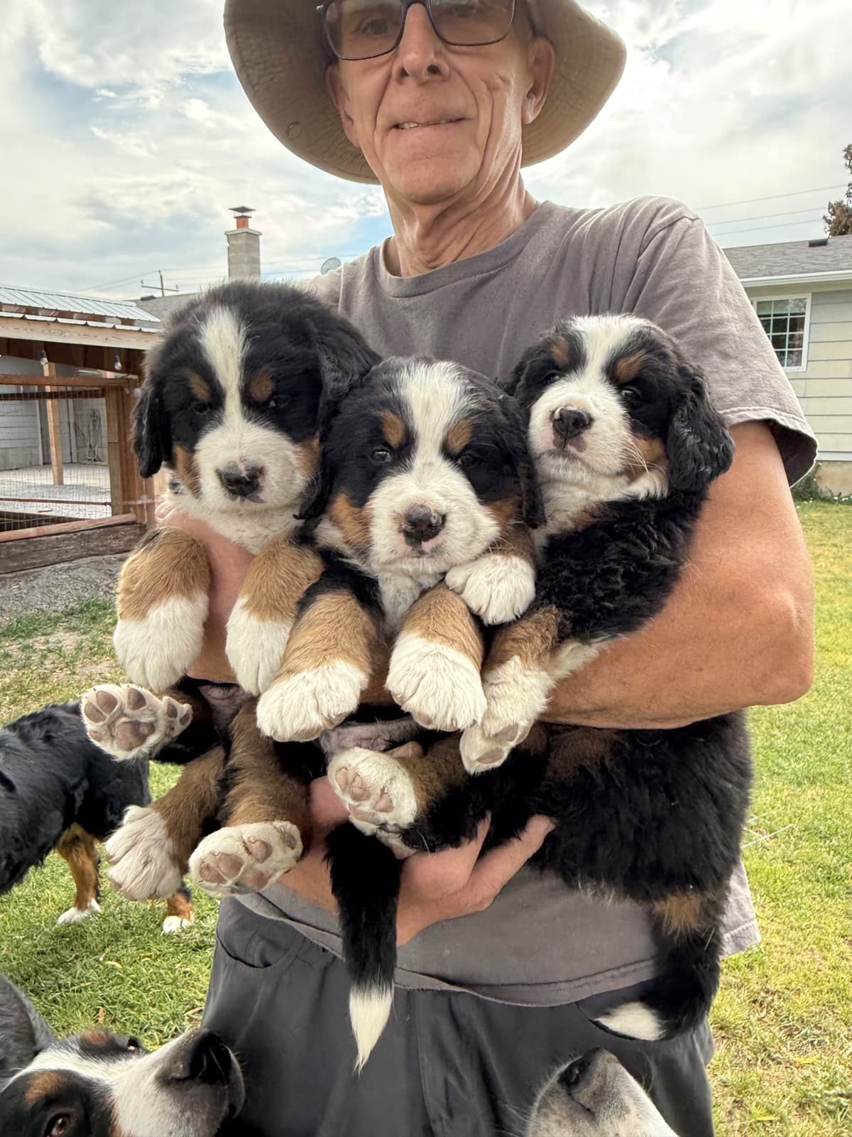 Bernese Mountain Dog Puppies breeder image 1
