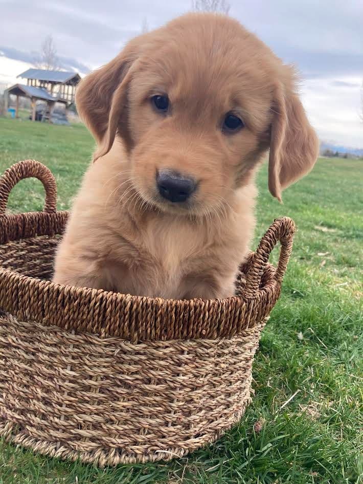 Golden Retriever Puppies breeder image 1