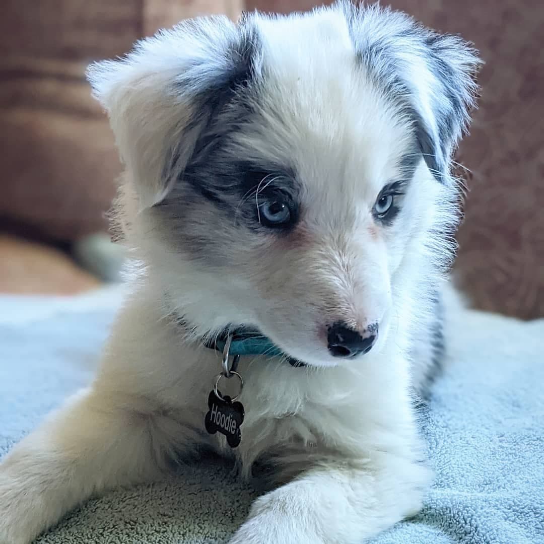 Border Collie Puppies breeder image 11