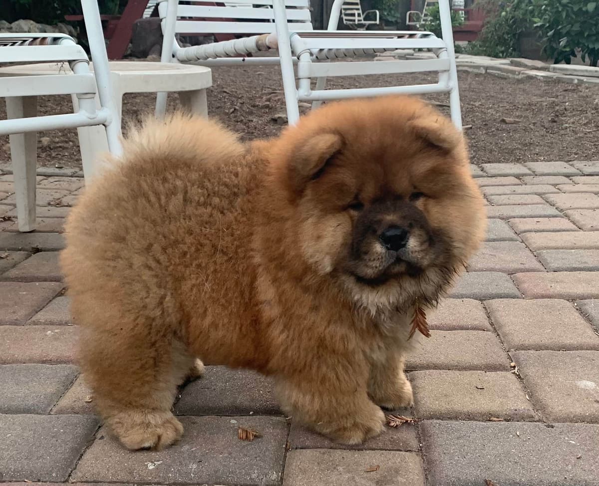 Chow Chow Puppies breeder image 4