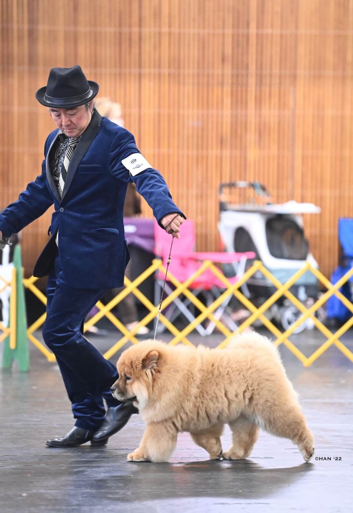 Chow Chow Puppies breeder image 6