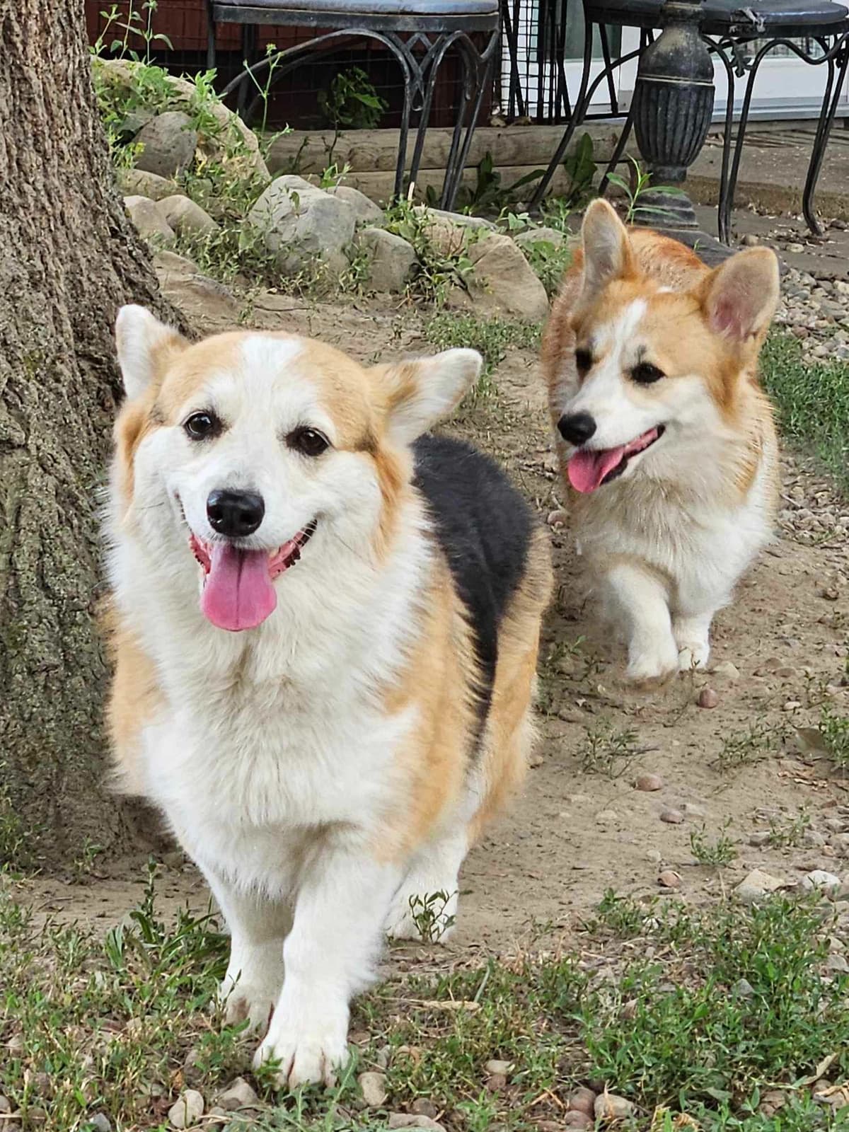Pembroke Welsh Corgi Puppies breeder image 11