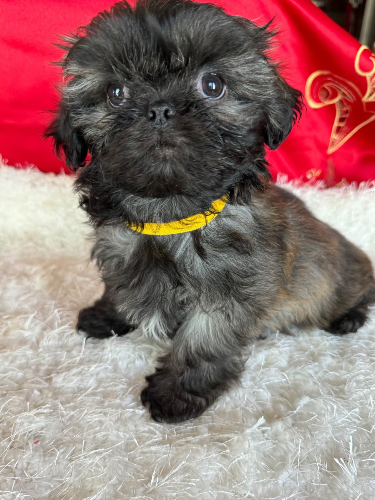 Shih Tzu Puppies breeder image 19