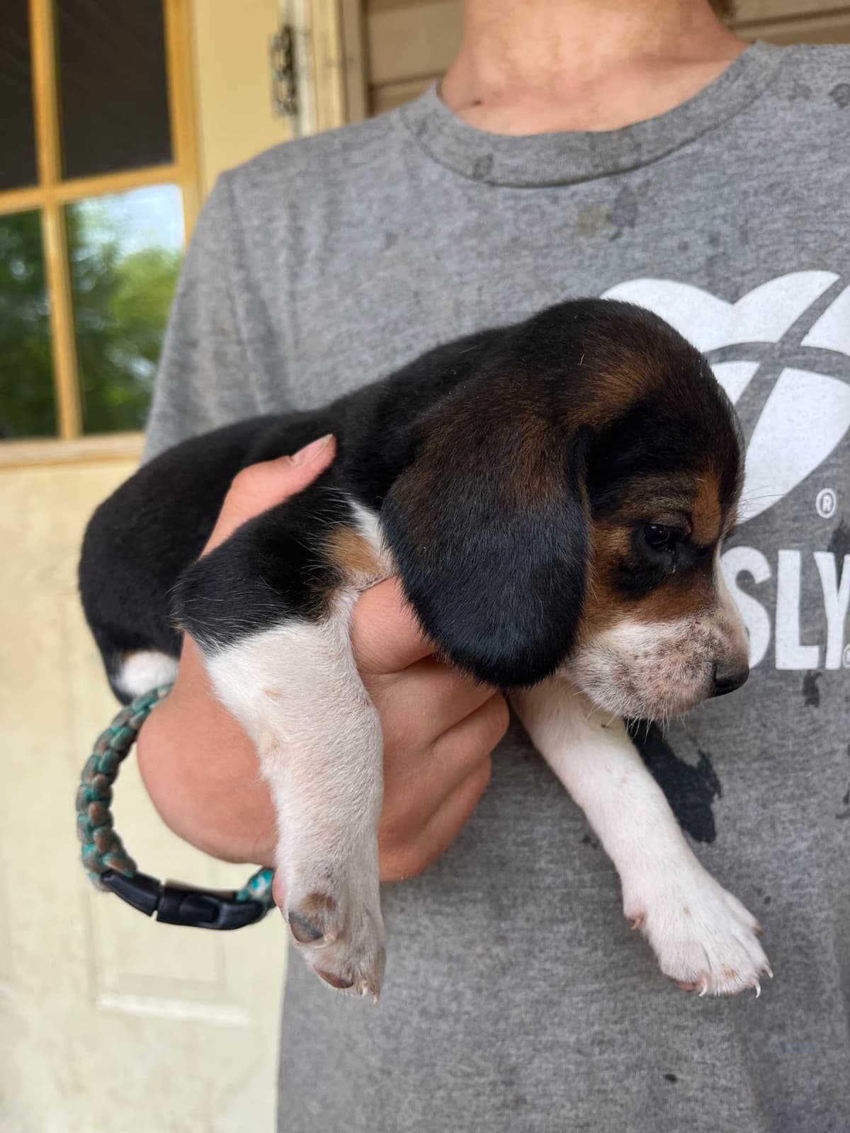 Beagle Puppies breeder image 1