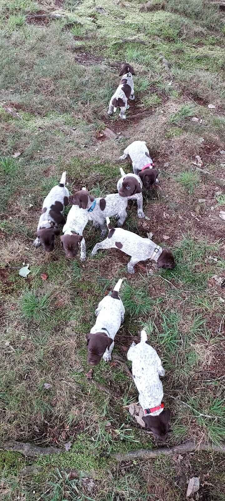 German Shorthaired Pointer Puppies breeder image 1