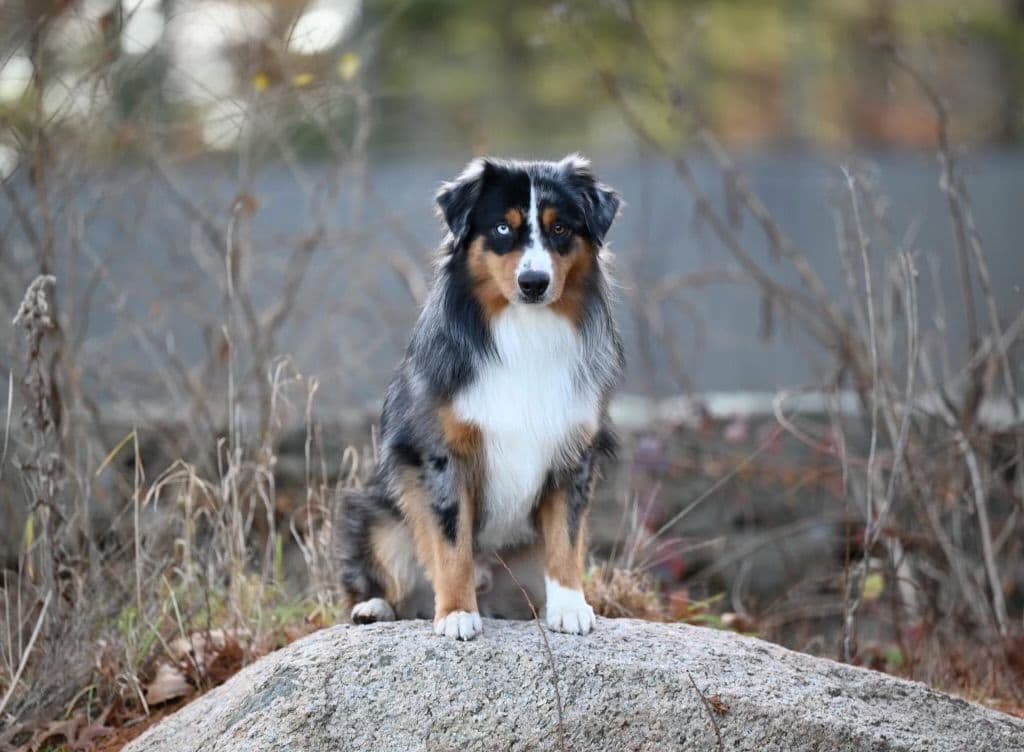 Miniature American Shepherd Puppies breeder image 5