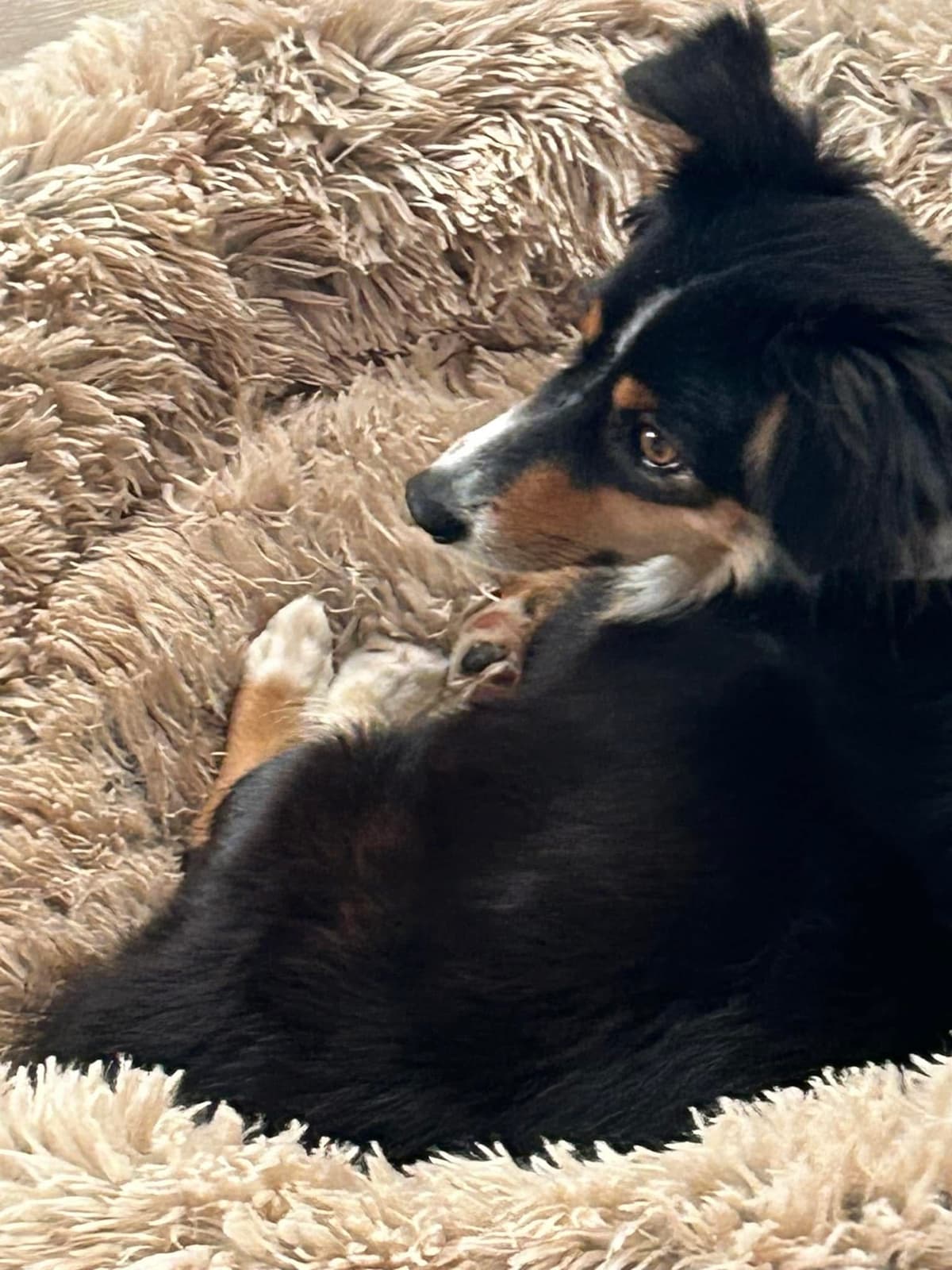 Miniature American Shepherd Puppies breeder image 6
