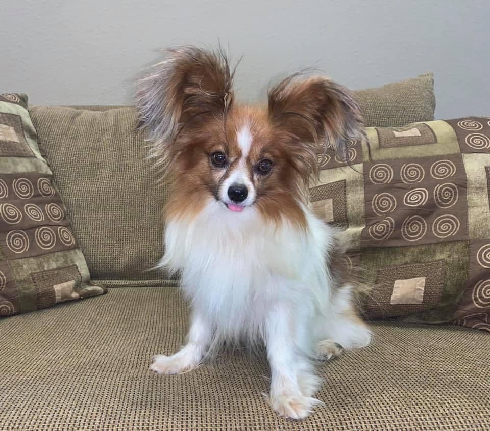 Papillon Puppies breeder image 13