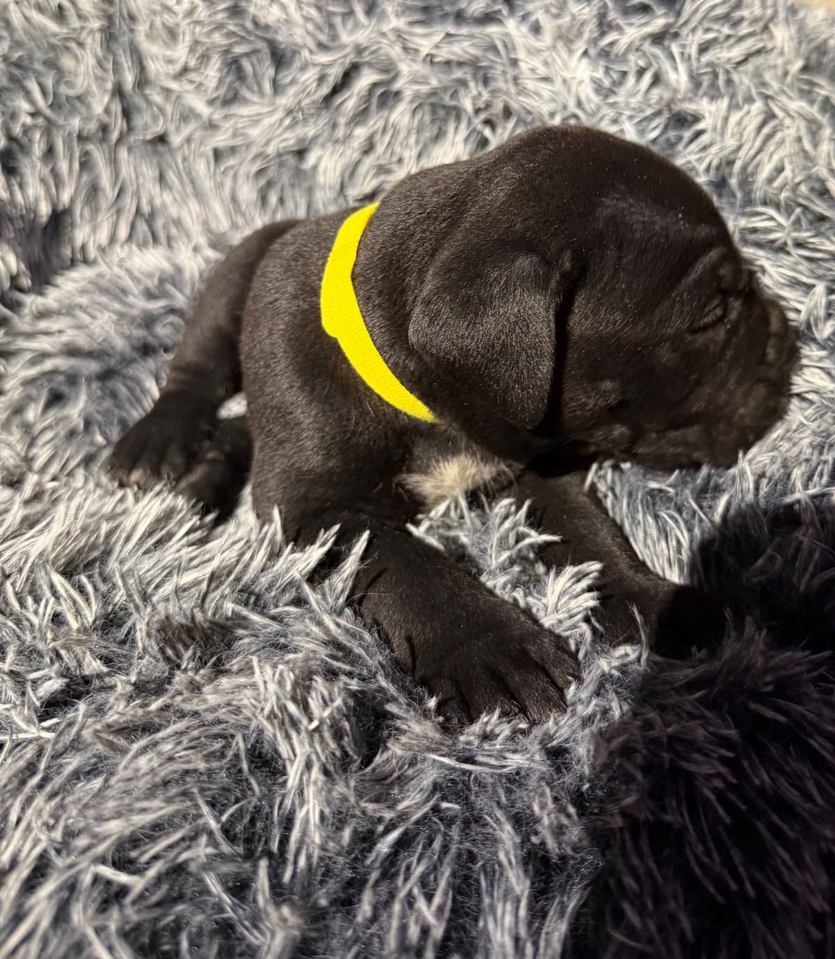 Cane Corso Puppies breeder image 26