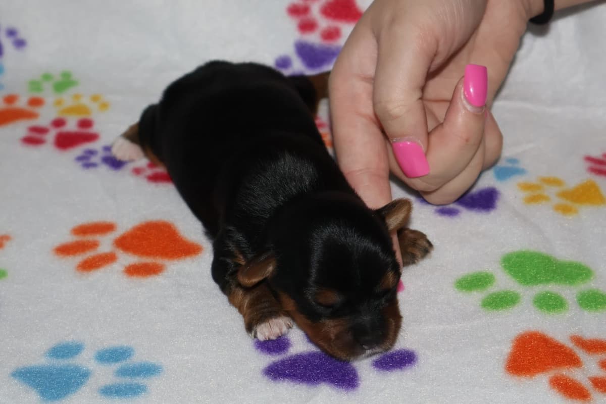 Yorkshire Terrier Puppies breeder image 4