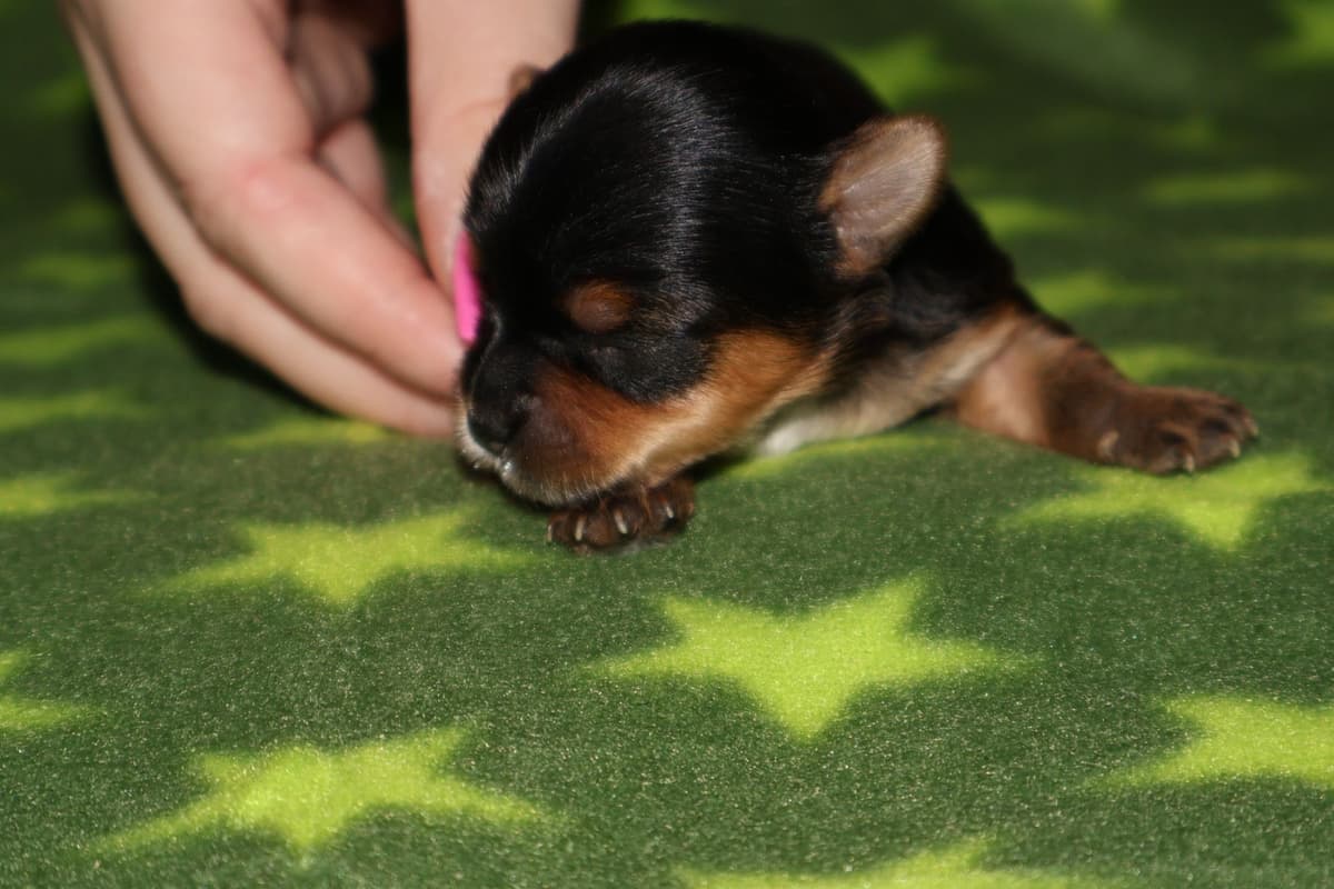 Yorkshire Terrier Puppies breeder image 9