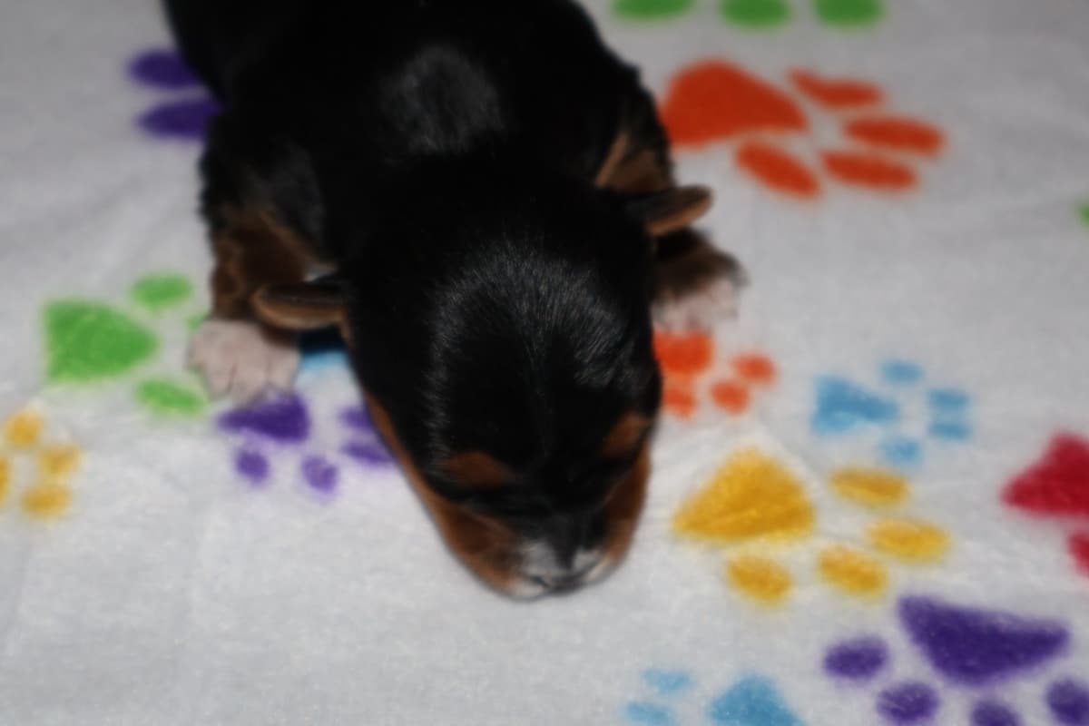 Yorkshire Terrier Puppies breeder image 10