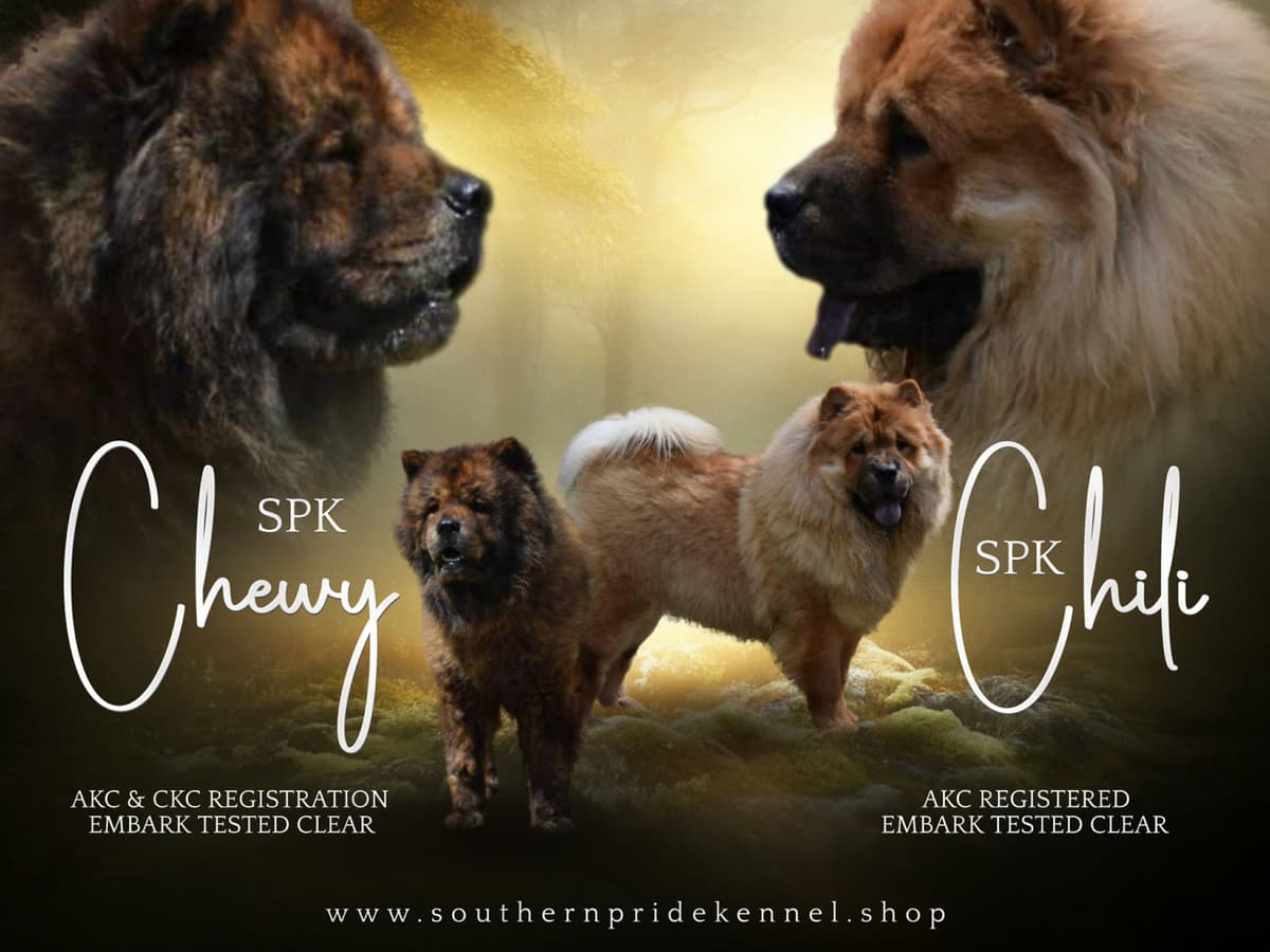 Chinese Shar-Pei Puppies breeder image 13