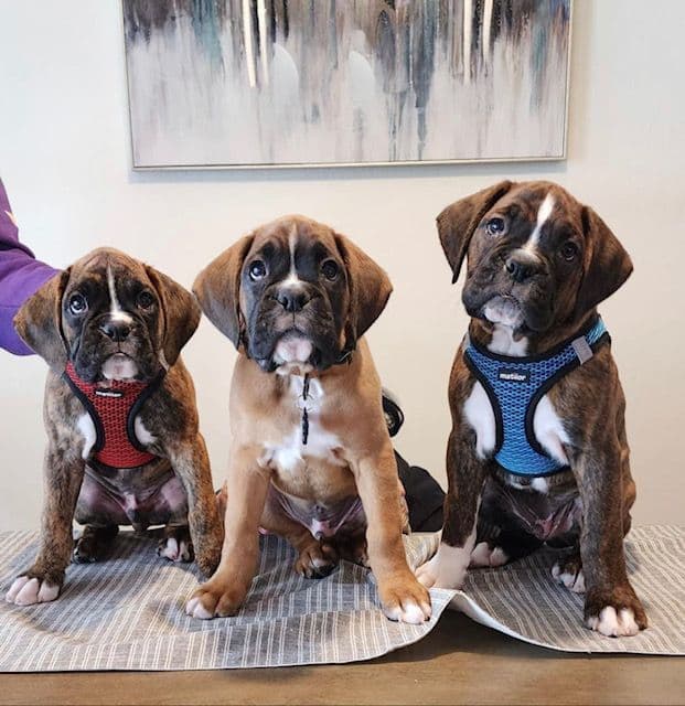 Boxer Puppies Available, Responsible & Trusted Breeder breeder image 7