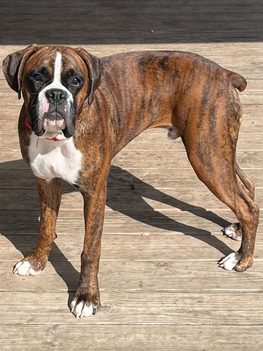 Boxer Puppies Available, Responsible & Trusted Breeder breeder image 20