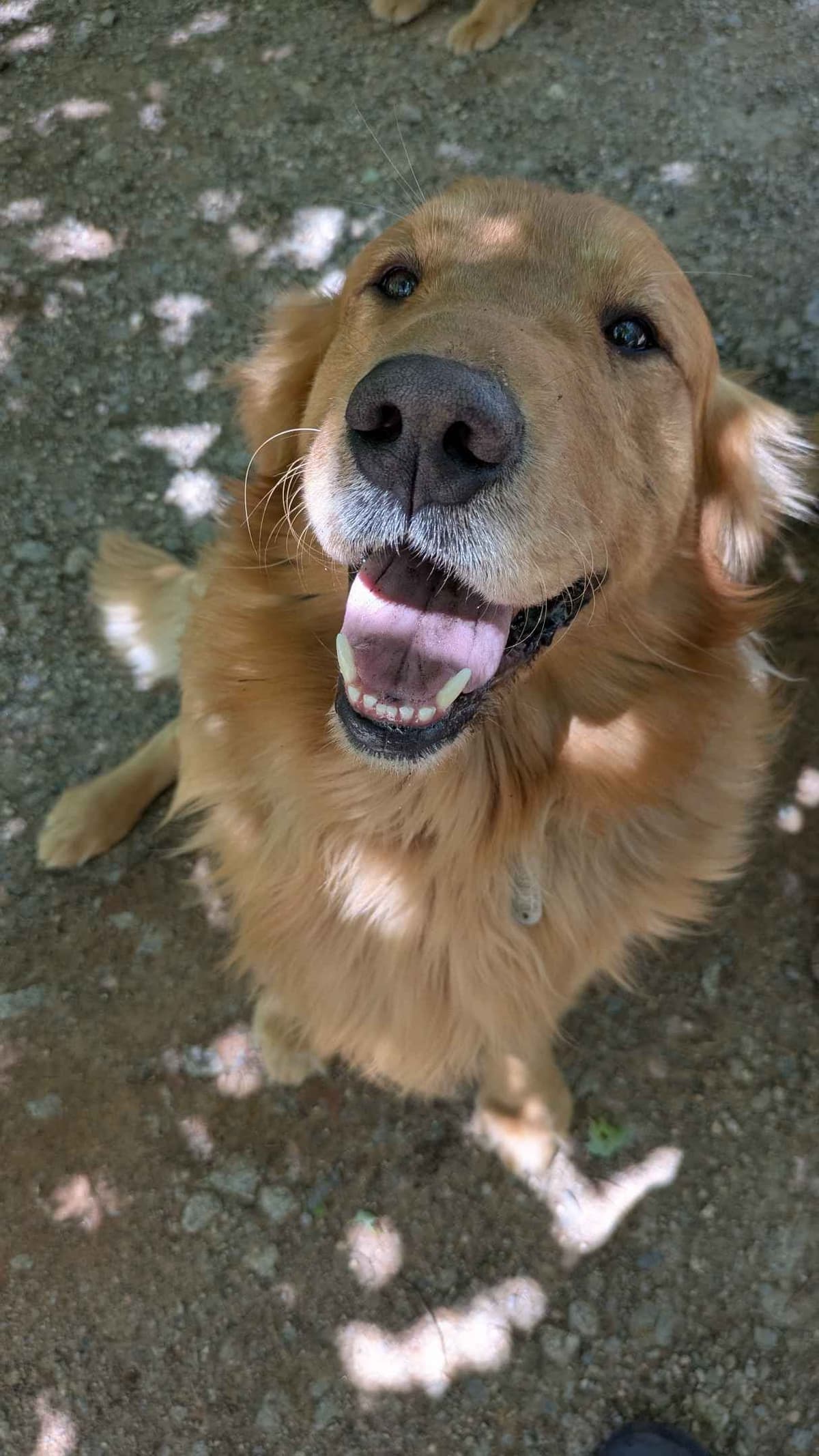 Golden Retriever Puppies breeder image 1