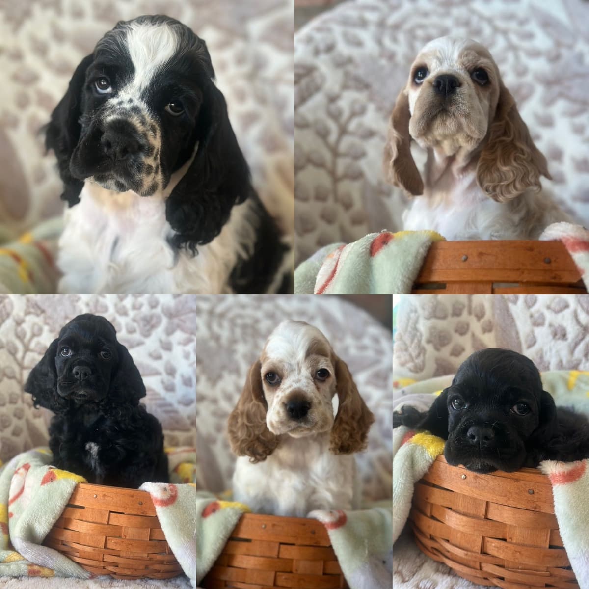 Male Cocker Spaniel Puppies breeder image 16