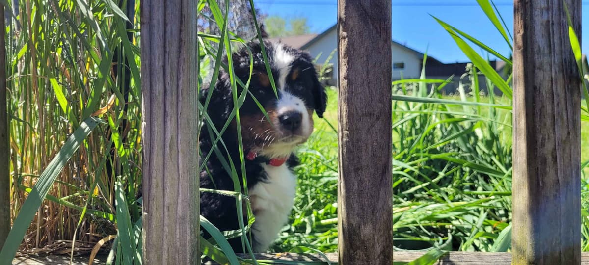 Barker's Bernese Mountain Dog Puppies breeder image 6
