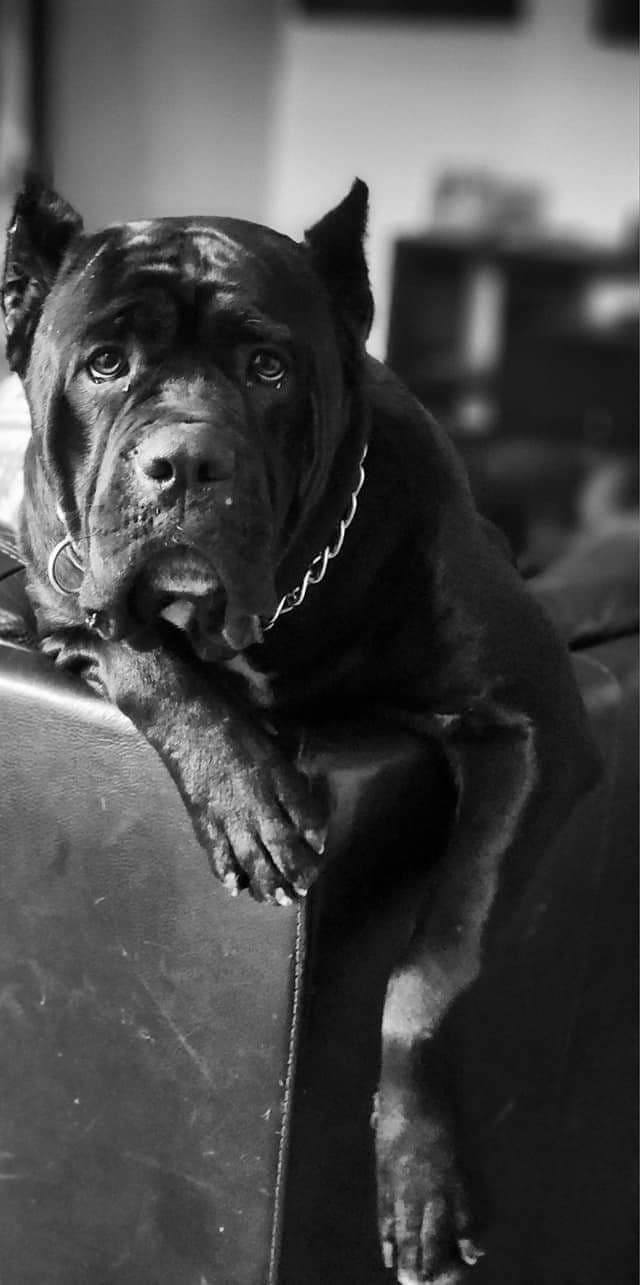Cane Corso Puppies breeder image 6