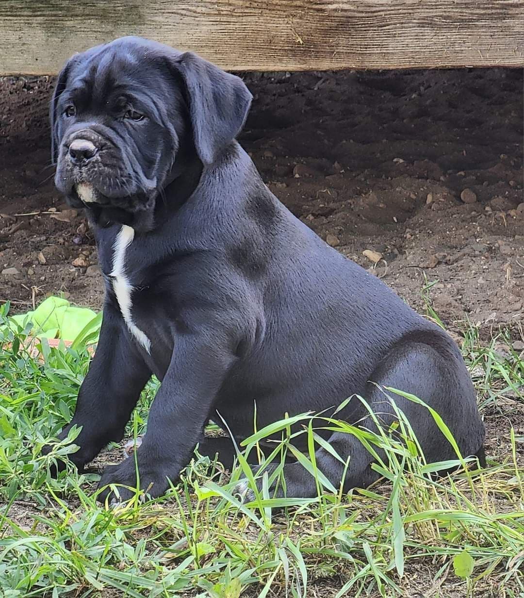 Cane Corso Puppies breeder image 8