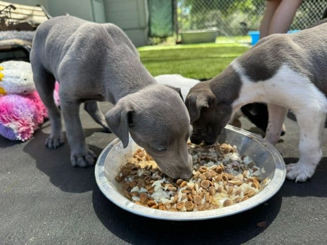 Whippet Puppies breeder image 5