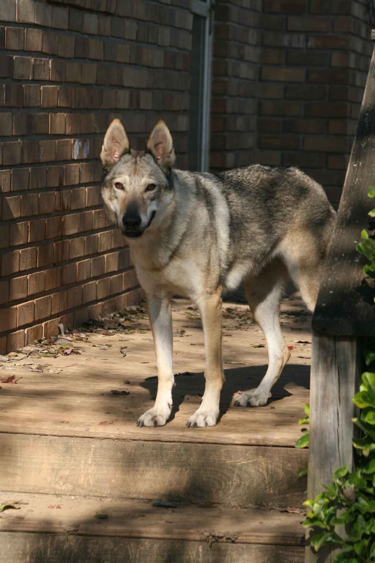 Older male Available breeder image 15